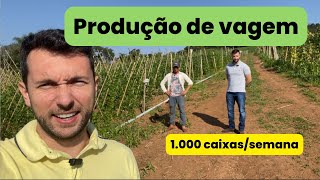 Visita lavoura de vagem - + 1000 caixas/semana