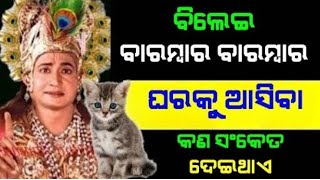 ଘରକୁ ବାରମ୍ବାର ବିଲେଇ ଆସିବାର ଅର୍ଥ କଣ ହୋଇଥାଏ ll ଜାଣନ୍ତୁ ଭଗବାନ ଶ୍ରୀକୃଷ୍ଣ କଣ କହିଛନ୍ତି ll Real Story Book