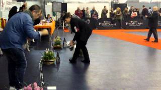 Expozitie canina la Timisoara, Expovest 2012