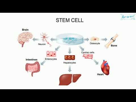 Which cell is undifferentiated?