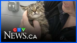 OSPCA hosts Spring Adoption Days across all 13 centres