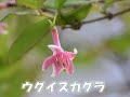 【動画掲載】 ふれあいさんぽvol 9