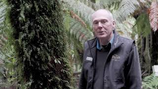 Discover Tarra-Bulga National Park with Ranger Craig Campbell