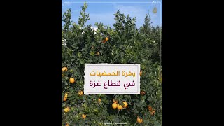 غزة .. إنتاج وفير وتصدير إلى بلدان عربية 🍋🍊