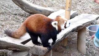 千葉市動物公園のレッサーパンダ