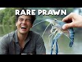 Rare Blue River Prawns in the Philippines | Catch and Cook with Erwan Heussaff