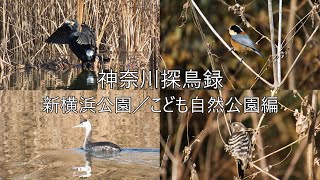 神奈川探鳥録 大きな公園でバードウォッチング 新横浜公園／こども自然公園編 2025/01/02-2025/01/04