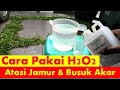 Cara Pakai/Aplikasi dan Dosis/Takaran H2O2 Untuk Tanaman, Untuk Masalah Jamur dan Busuk Akar