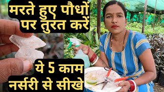 मरते हुए पौधों पर तुरंत करें ये 5 काम नर्सरी से सीखे।How to revive a dead plant.