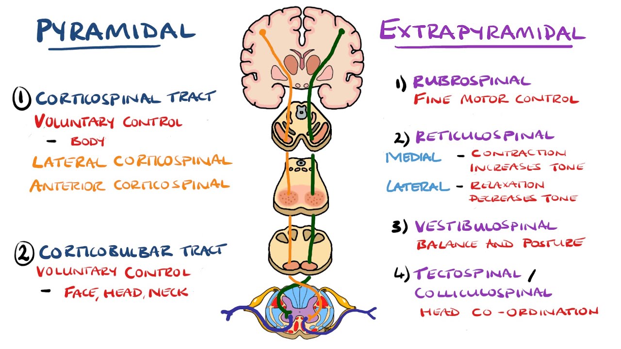 Pyramidal And Extrapyramidal Tracts Pdf Upper Motor Neuron Definition