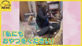 「私にもおやつをください」…愛犬が猛アピール