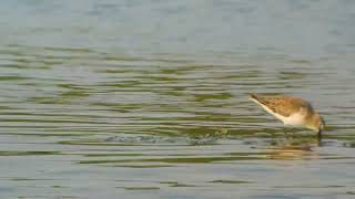 黑腹濱鷸(Calidris alpina)台灣野鳥P177(Dunlin)