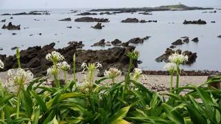 天神島のはまゆう7月(神奈川県)海岸に咲く浜木綿と花々　Hamayu of flowers in Kanagawa