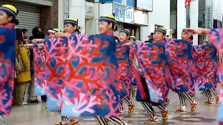 2018・11・15　竜馬生誕祭　とらっくよさこい（ちふれ）：2　帯屋町会場