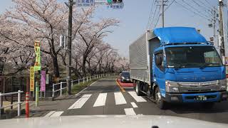 五条川 桜 大口町 cherry blossoms drive 2019