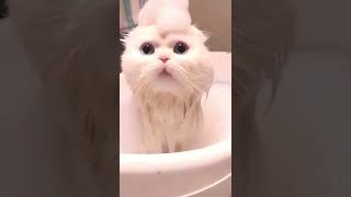 Funniest Animals - Best Of The 2022 Funny Animal Videos #shorts