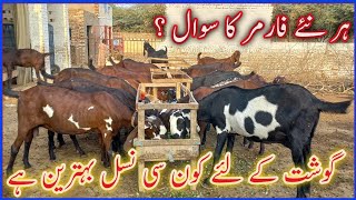 Goat Farming for Meat //Best Goats for Meat /Goat Breed For Meat