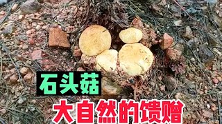 下不完的雨捡不完的蘑菇，农村宝妈捡菇日常，又是收获满满的一天