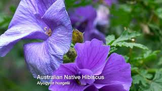 Australian Native Hibiscus. Burke's Backyard.