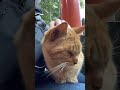 【伏見稲荷】いろいろいじられても気にしない猫チャコ　a cat that doesn t mind being teased