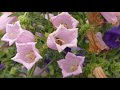 european honeybee on canterbury bells flowers セイヨウミツバチ♀がフウリンソウの花で採餌