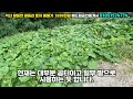 매물 175 익산시 황등면 황등리 토지 매매가 5200만원 익산땅 익산부동산 익산공인중개사 익산원룸건물 해드림부동산