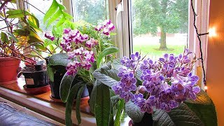 My Streptocarpus 'Polka dot Purple' \u0026 Streptocarpus 'Titania' Houseplants in bloom