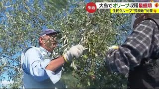 「気持ちええんよ。音が」今治・大島でオリーブ収穫ピーク　荒廃地対策で栽培【愛媛】 (23/11/02 18:45)