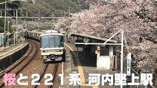 ◆桜と221系　大和路快速　河内堅上駅　関西本線　「一人ひとりの思いを、届けたい　JR西日本」◆