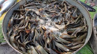 Lucknow Fish Market/Fish Cutting/Singi Fish/ Mangur Fish/Snake head Fish/Fishing Man