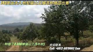 193英亩猫山王榴莲种植园出售