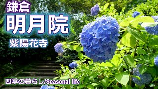 【鎌倉/明月院】紫陽花を楽しむ：2024年6月 KAMAKURA