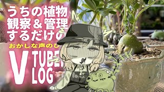 【日常Vlog】 〜目を覚ませ僕らの部屋が何者かにしっん！りゃっく！さ！れ！て！る！ゾ！〜 /蟻植物 /塊根植物 /観葉植物/ハオルチアっ