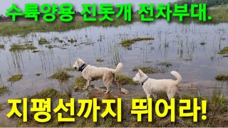 #136 ㅡ1부ㅡ수렵진돗개 수륙양용 전차부대 개병대들아 ᆢ지평선까지 뛰어라 korean dog