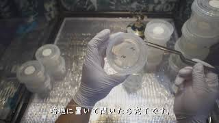 地生ラン　無菌播種　俯瞰　無菌培養　４K動画