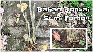 Bahan bonsai Serut Raft semi Taman