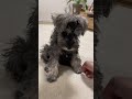 お手を教わる子犬ちゃん　 shorts 子犬 ミニチュアシュナウザー