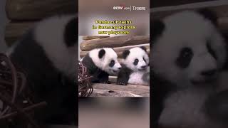 Panda cub twins in Germany explore new playroom