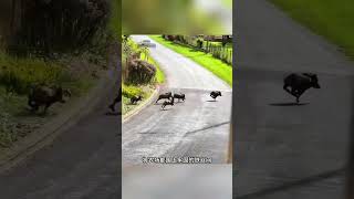 一大群野豬試圖闖入農場#動物世界 #野生動物零距離