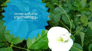 ശംഖുപുഷ്പവും ഗുണങ്ങളും(Clitoria ternatea and benefits) || ഔഷധസസ്യം