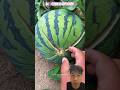 Buka Semangka Pakai Sentil‼️ #watermelon #watermelonseeds #fruit #funny #reaction #shorts