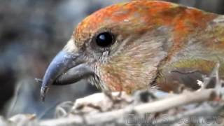 Red Crossbills in Wilson Mills Maine