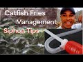 Catfish fries Management | How to siphon waste out of the hatchery pond