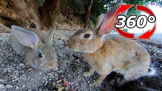 【360度動画】親子かな❓仲良く一緒に食べるうさぎ🐰🐰