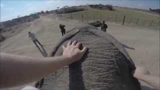 Antelope Park -, Zimbabwe - Elephant Interaction