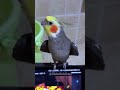 Jojo the Cockatiel's Charming Chirps | Cute Singing Moments 🎶🦜 #cockatielscraze