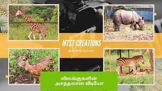 விலங்குகள், மயில்களின் சமீபத்திய வீடியோ | Peacock, SikaDeer, Rhinoceros, Giraffe, Zebra Latest Video