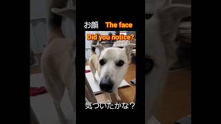 #doglover【萌え.ベロだし、Moe.Tongue out】#viralvideo #viralshorts #animals #vblog#pets