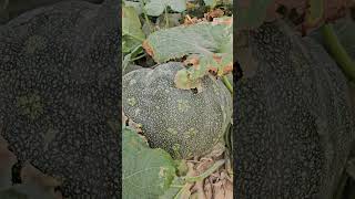 Large pumpkin/self farming #pumpkin #farming #shorts #youtube