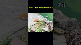 搞笑动物系列第22集 猫老六：你是猴子派来的逗比吗？ #搞笑 #animals #pets #萌宠 #cat #寵物 #宠物 #funny #科普 #cute #科普